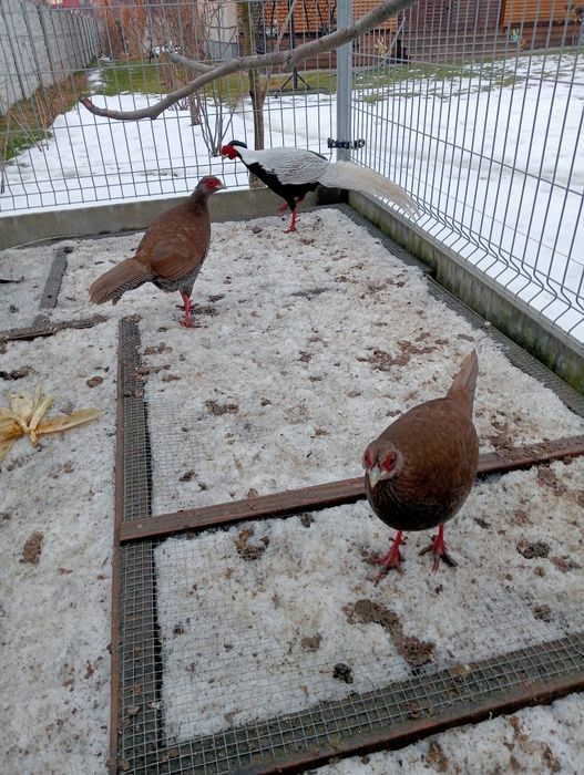 Barzanty srebrzyste stadko