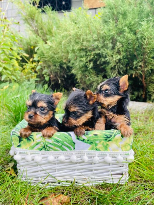 Йорики мажорики шукають мам і тат