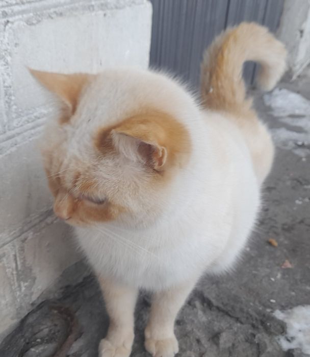 Віддам у хороші руки