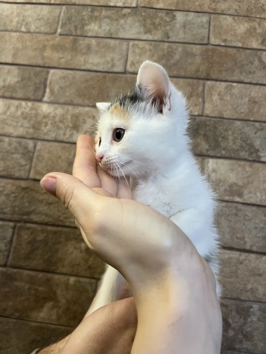 Віддам котиків в добрі руки