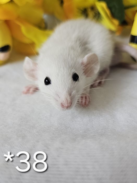 Szczur szczury szczurki