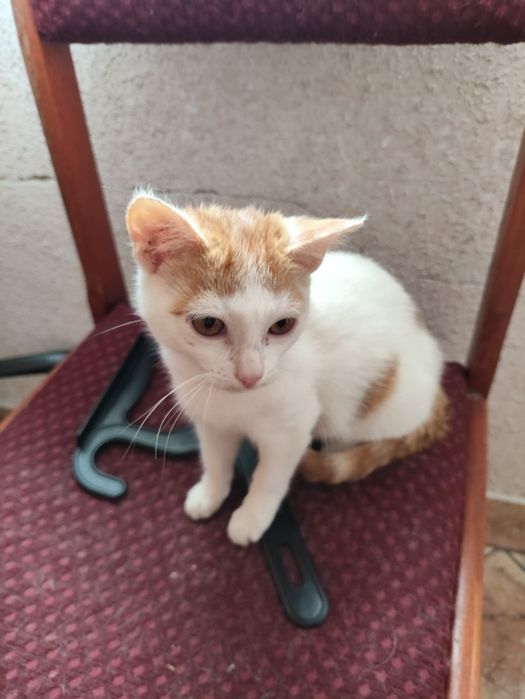 Kotki do adopcji