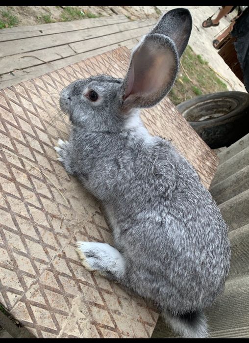 Продам кролів шиншила