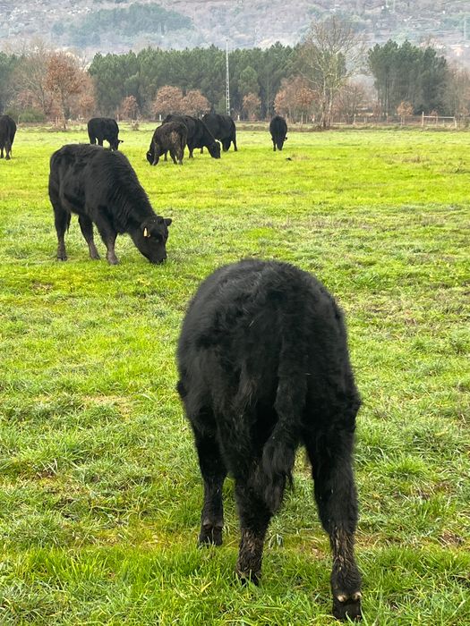 Angus, macho, 7 meses