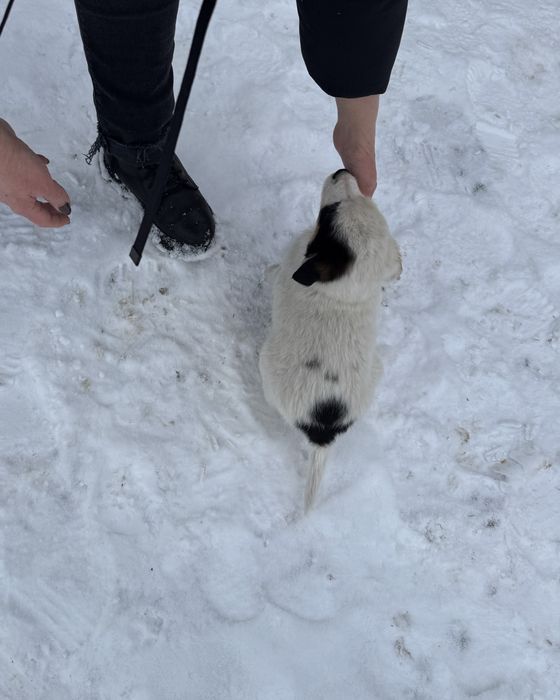 Цуценята шукають дім (від 22.10) - дівчинка