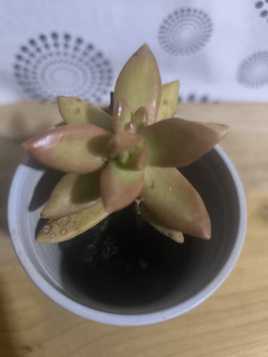 Suculentas 2 por 1 euro