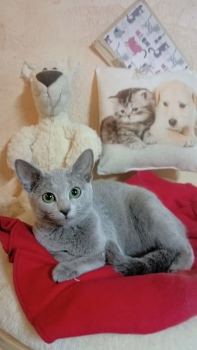 Kot Rosyjski Niebieski FPL