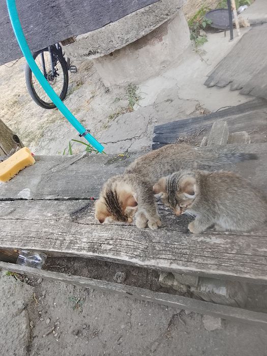 Два маленьких котиків