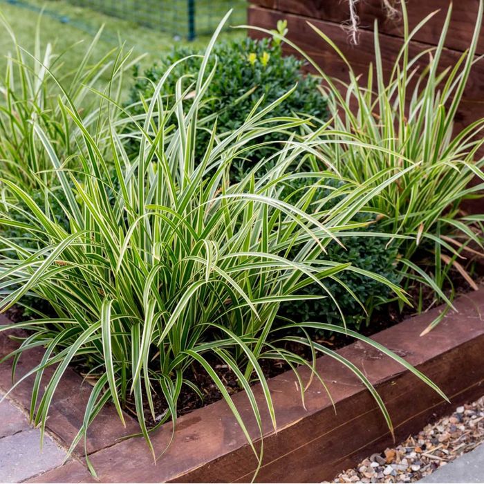 Turzyca morrowa "Ice Dance" i "Vanilla Ice"