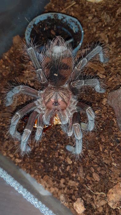 Pamphobeteus sp machala samiec / samica