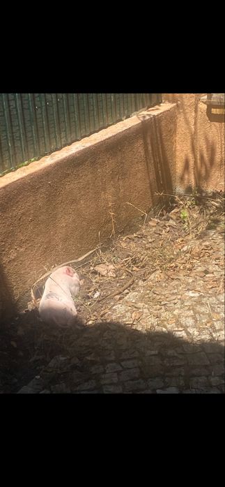 MINI PIG - Mini porco
