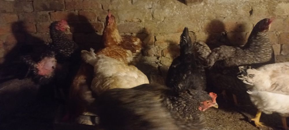 Продам інкубаційний яйця кури домінант