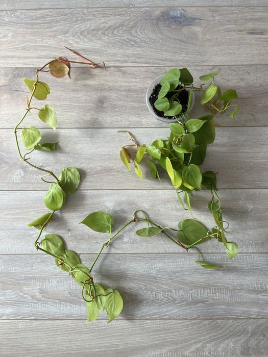 Philodendron lemon lime, epipremnum shangri la - godzilla