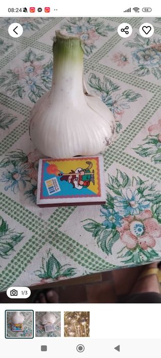 Чеснок Рокамболь