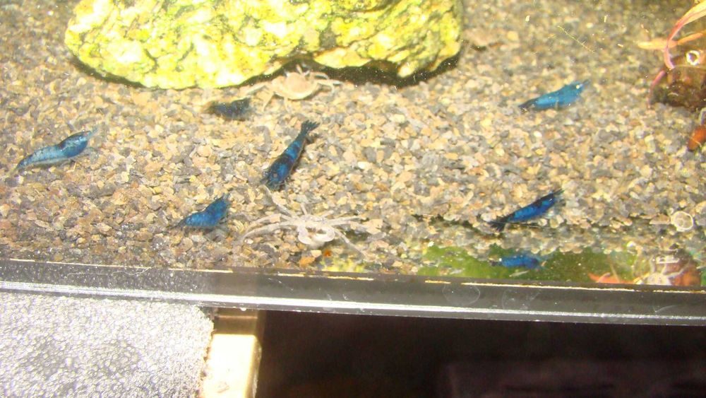 Krewetka blue velvet niebieska