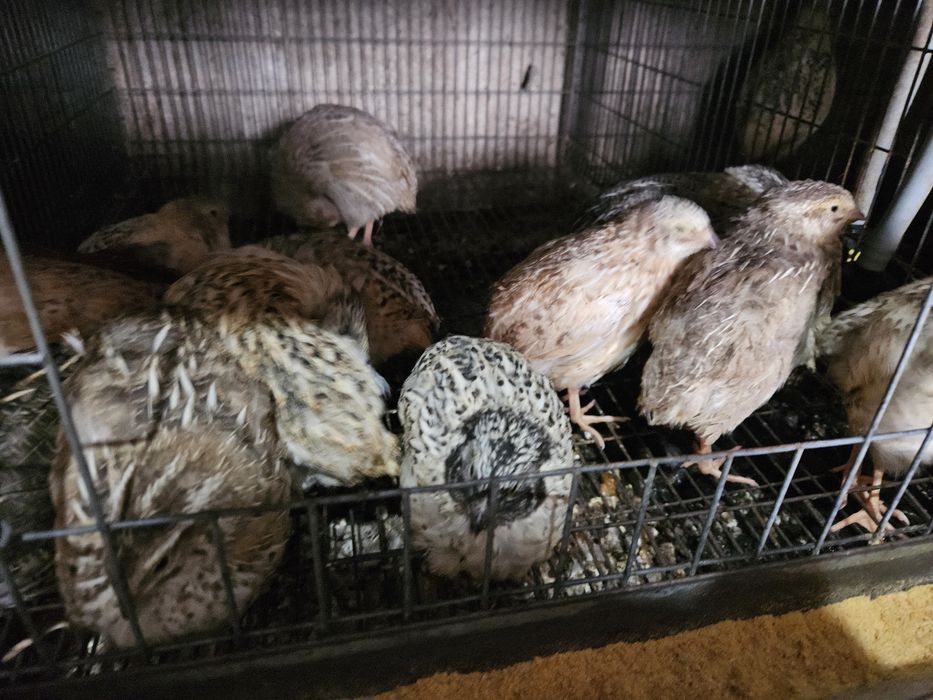 Codornizes japonicas