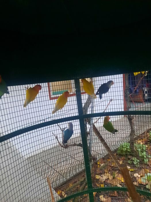 Agapornis fischer e roseicollis