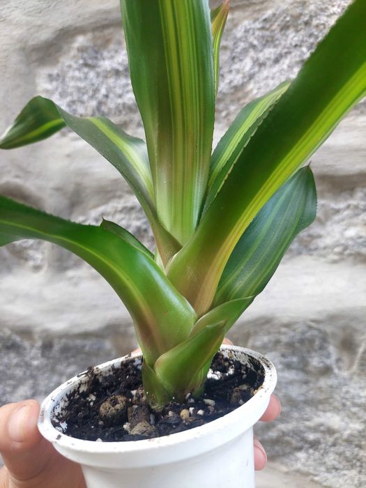 Planta Neoregelia Freddy