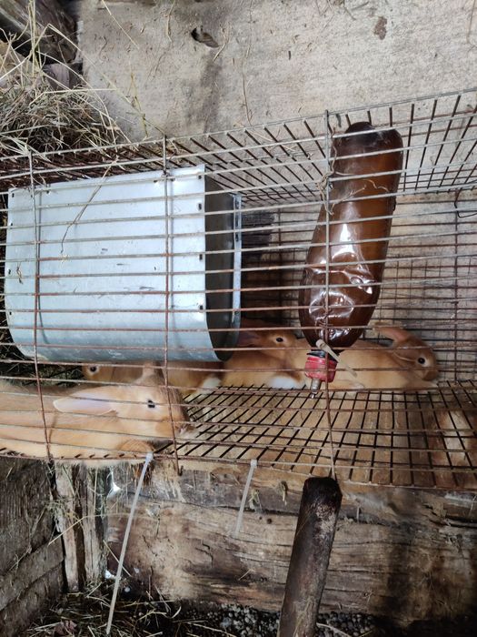 Кролі кролики бургунці