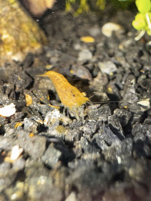 Krewetki Neocaridina  davidi var. Yellow
