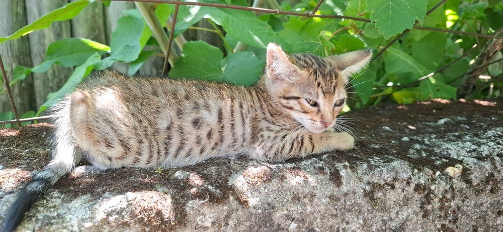 Gatinhos para adopção