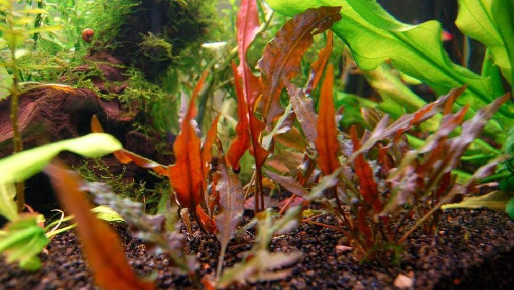 Cryptocoryne Wendtii brown - Planta aquática