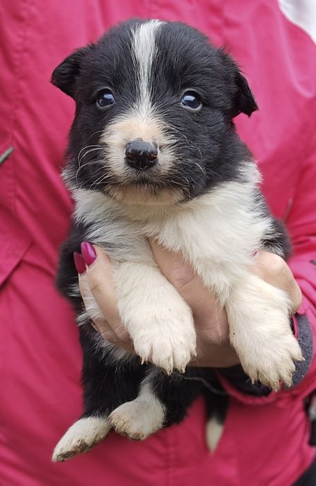 Border Collie piesek