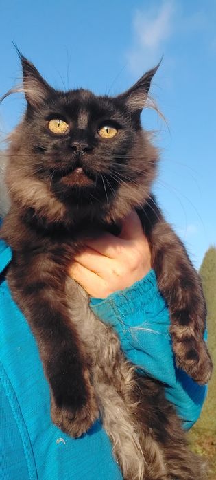 Чорна пантера у вашому домі