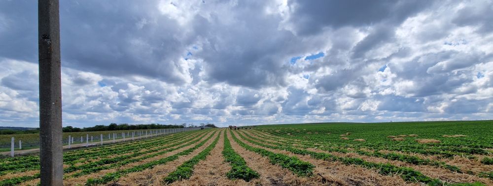 Продам саджанці полуниці(клубними, суниці)