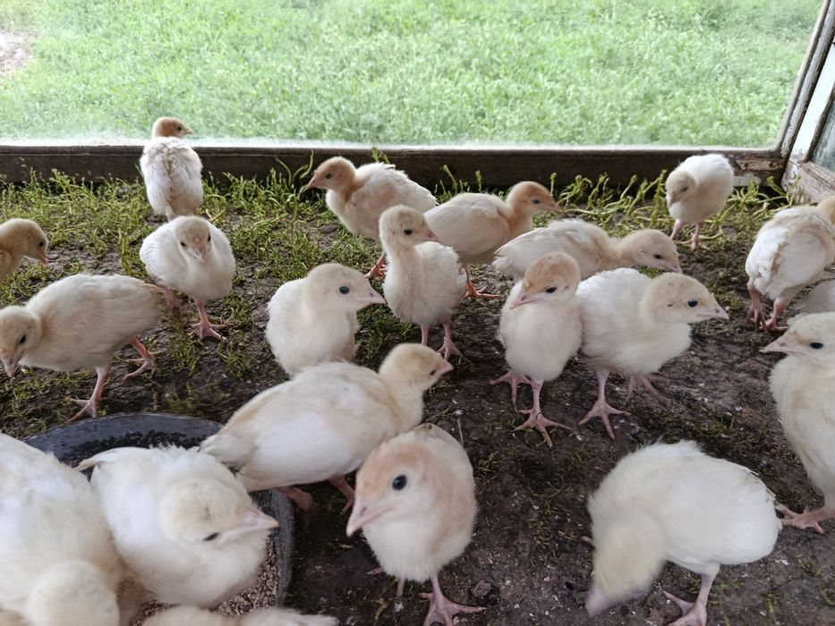 Продаються домашні індичата.