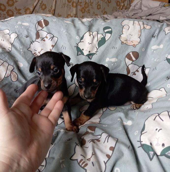 Продам щенков мальчик и девочка