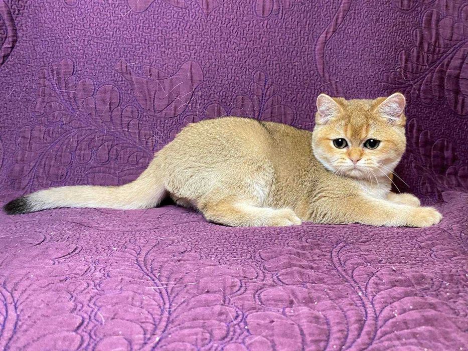 Британські сріблясті та золоті шиншилли