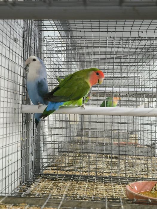 Agapórnis Longfeather