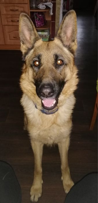 Отдам немецкую овчарку