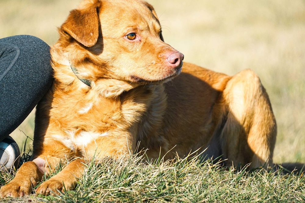 Lenox - śliczny pies w typie labrador