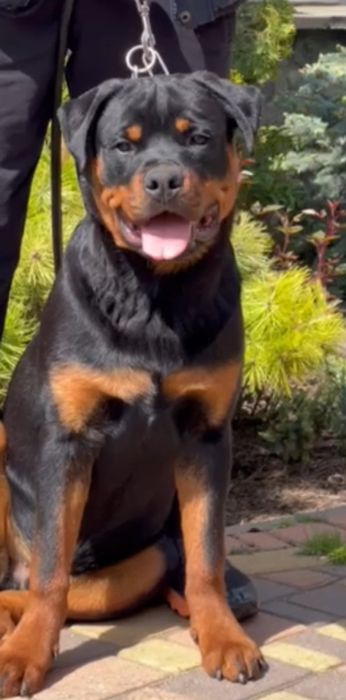 Хлопчики ротвейлера від елітних батьків чемпіонів України.