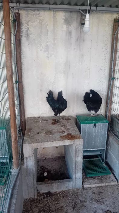 Galinhas Aramy Ceramy
