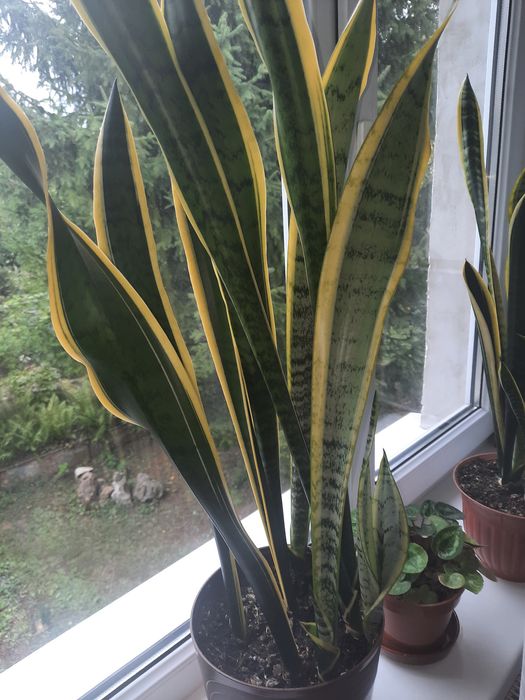 Вазон Сансев'єрія або " Тещин язик"