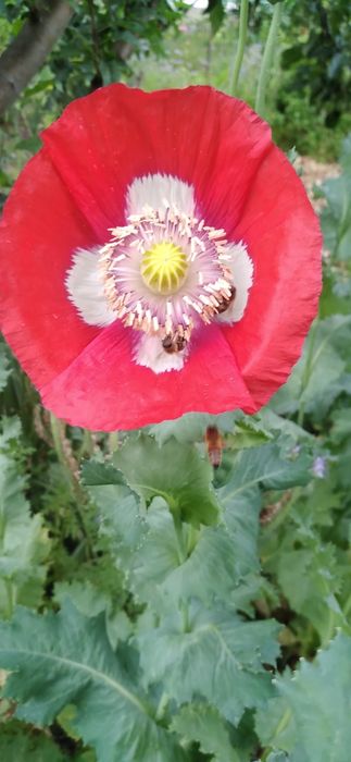 Мак однорічний насіння (суміш), мак червоний повний