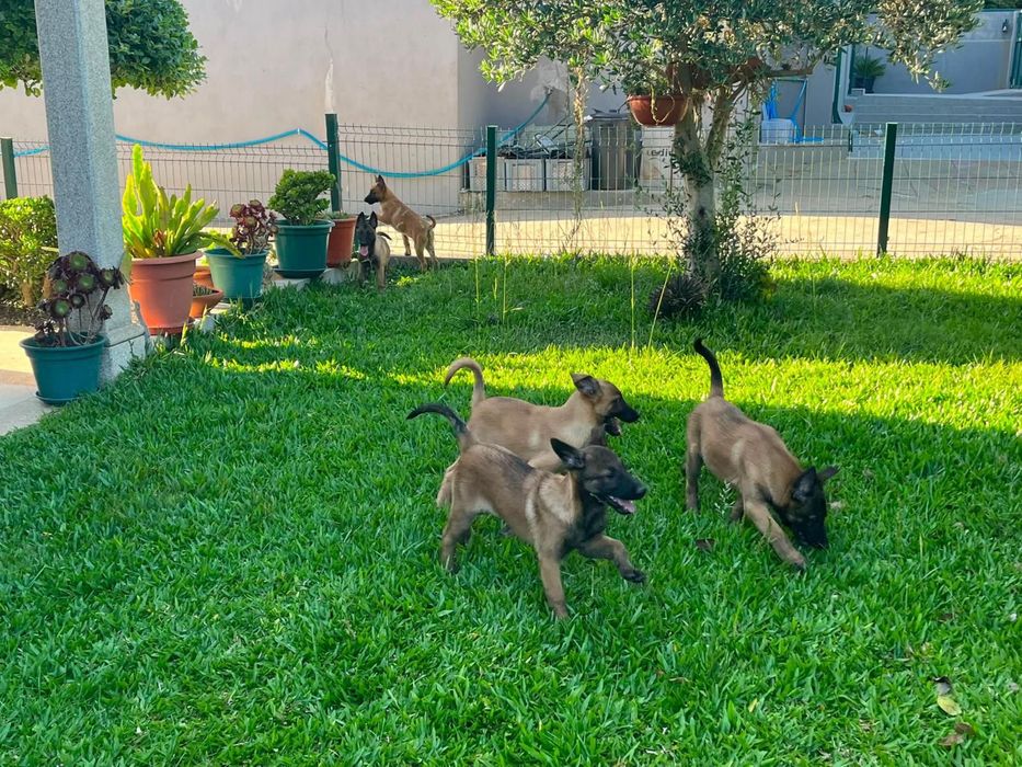 Pastor belga malinois