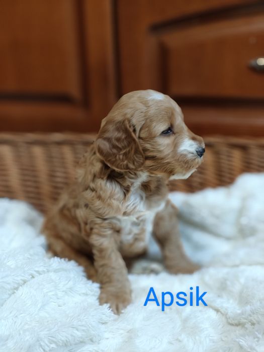 Cockapoo.Chłopczyk Apsik.Hybryda.Cocker spaniel angielski/Pudel miniat