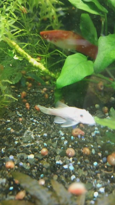 Glonojad snow white