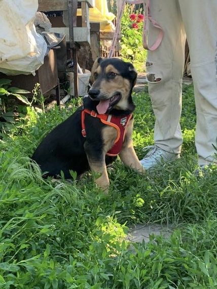 Чудове цуценя ШУКАЄ дім!