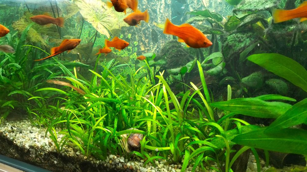 Vallisneria gigantea trawa NURZANIEC 5szt