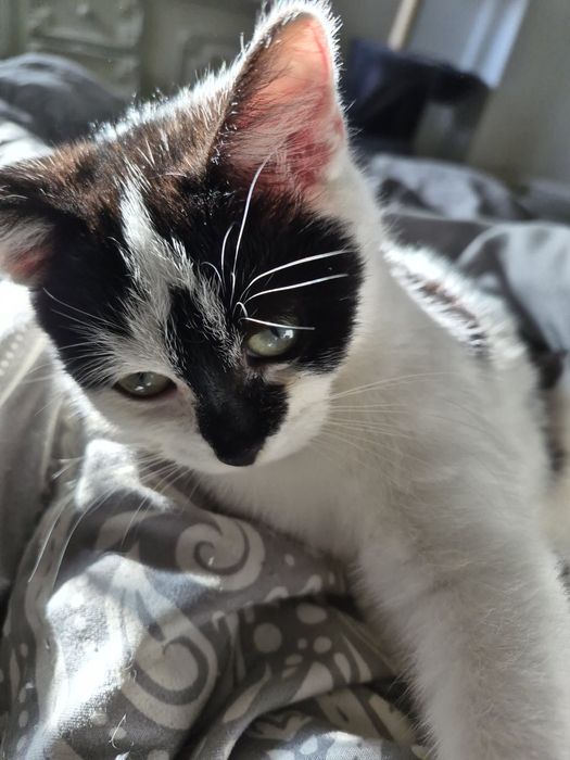 Oddam kotke w dobre rece