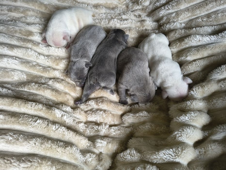 Buldog francuski umaszczenie lilac