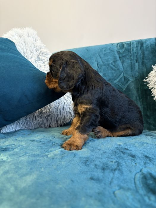 Cavalier king charles spaniel