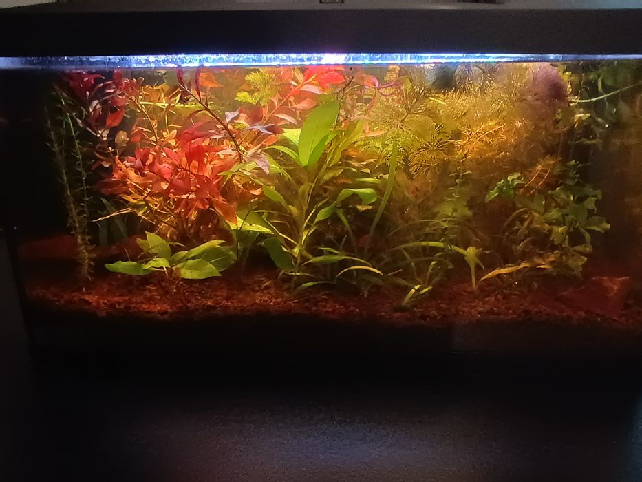 Roślina akwariowa Cabomba aquatica (żółtokwiatowa) + gratis