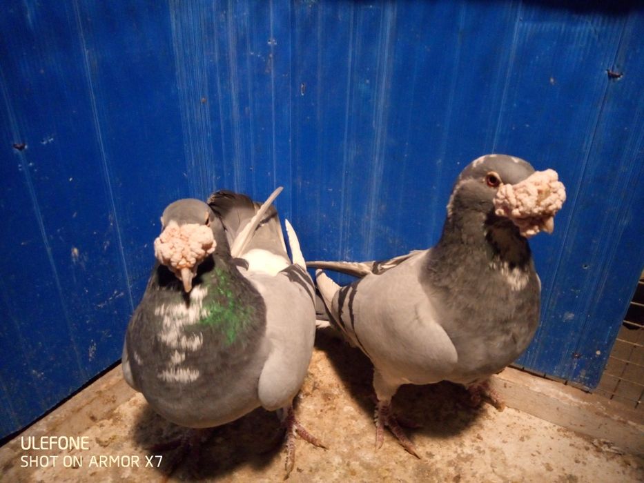 Gołebie staropolskie