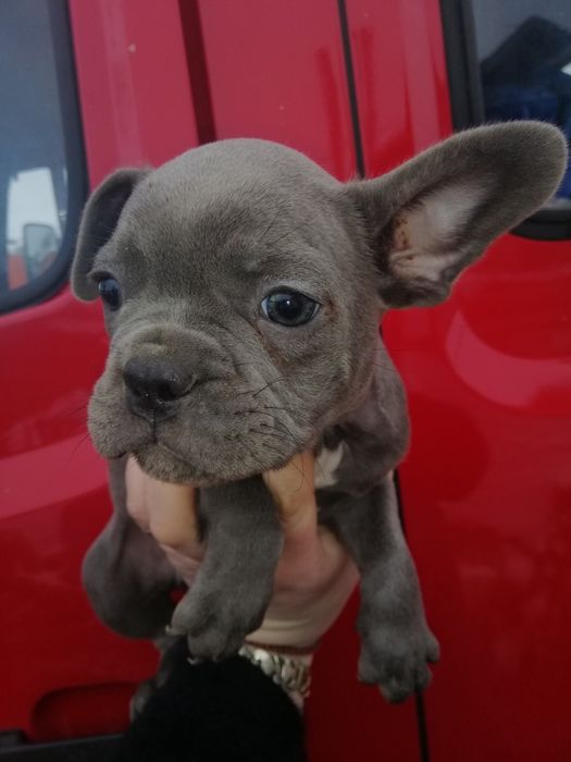 Французики хлопчи та дівчатка є доставка